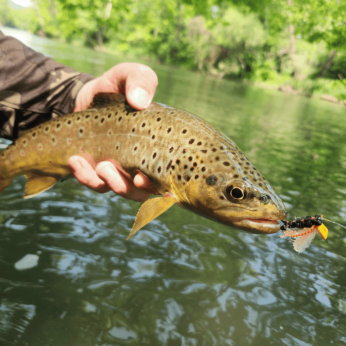 6 Quick Tips for Brood XIV