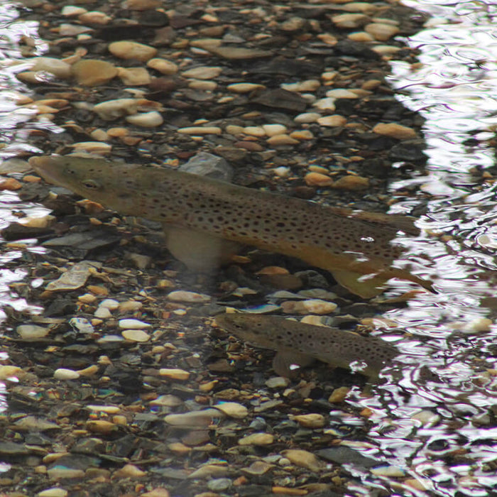 Tread Lightly: Thoughts on Ethical Angling During the Spawning Season