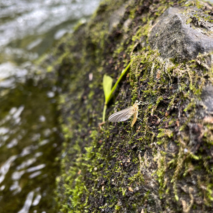 John Parisi's Top 5 Sulphur Patterns