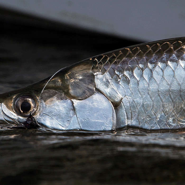 Tarpon Fly Fishing Tips [Part 1]