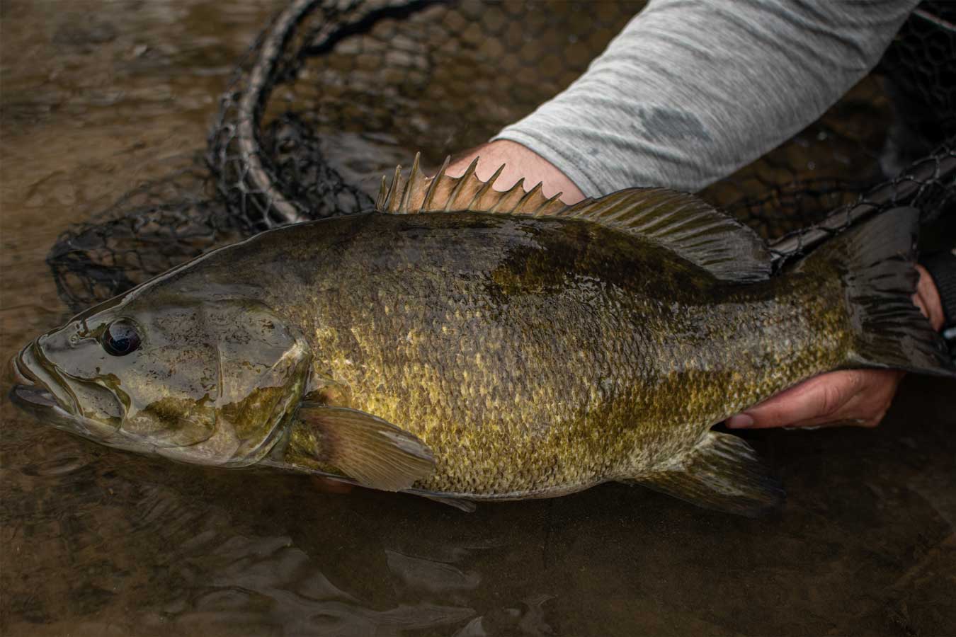 Smallmouth Bass Fly Fishing in Pennsylvania: A Hidden Gem Worth Exploring
