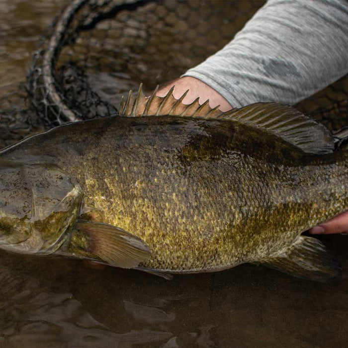Smallmouth Bass Fly Fishing in Pennsylvania: A Hidden Gem Worth Exploring