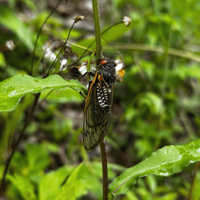 Brood XIV Cicada Fly Fishing Report